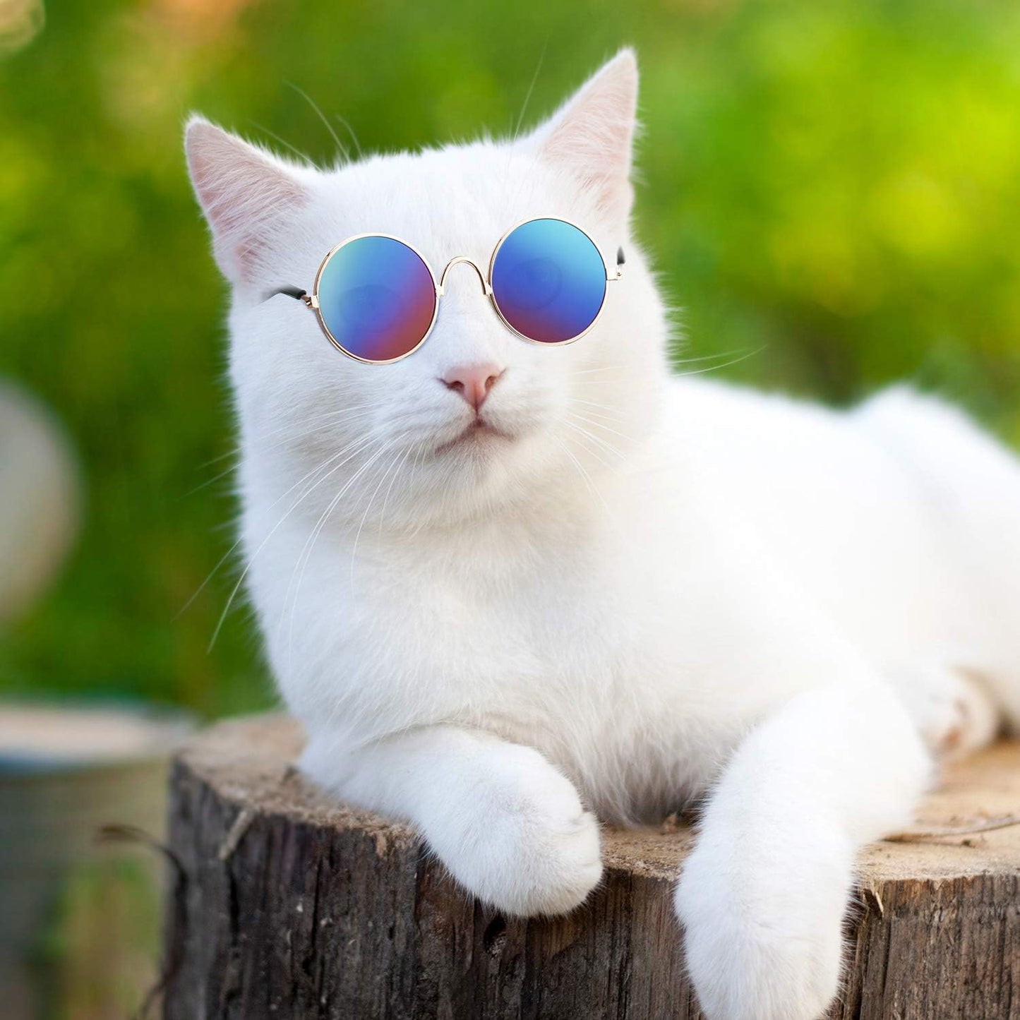 "Paw-Shades" 6-Pack Sunglasses for Cats & Dogs
